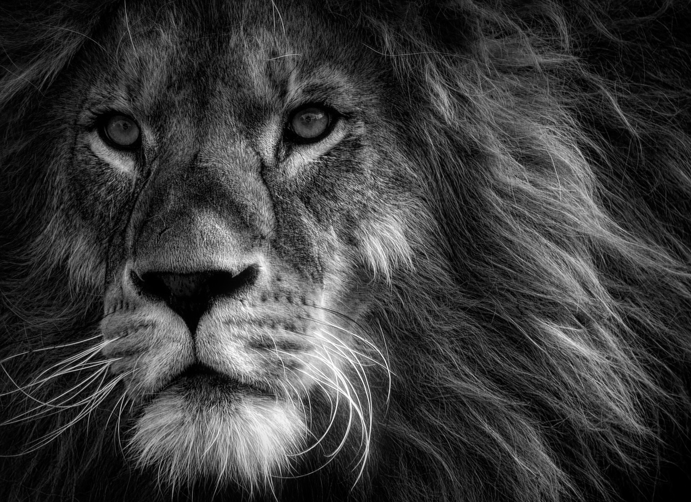 Lion Black and White Art Blank Greeting Card