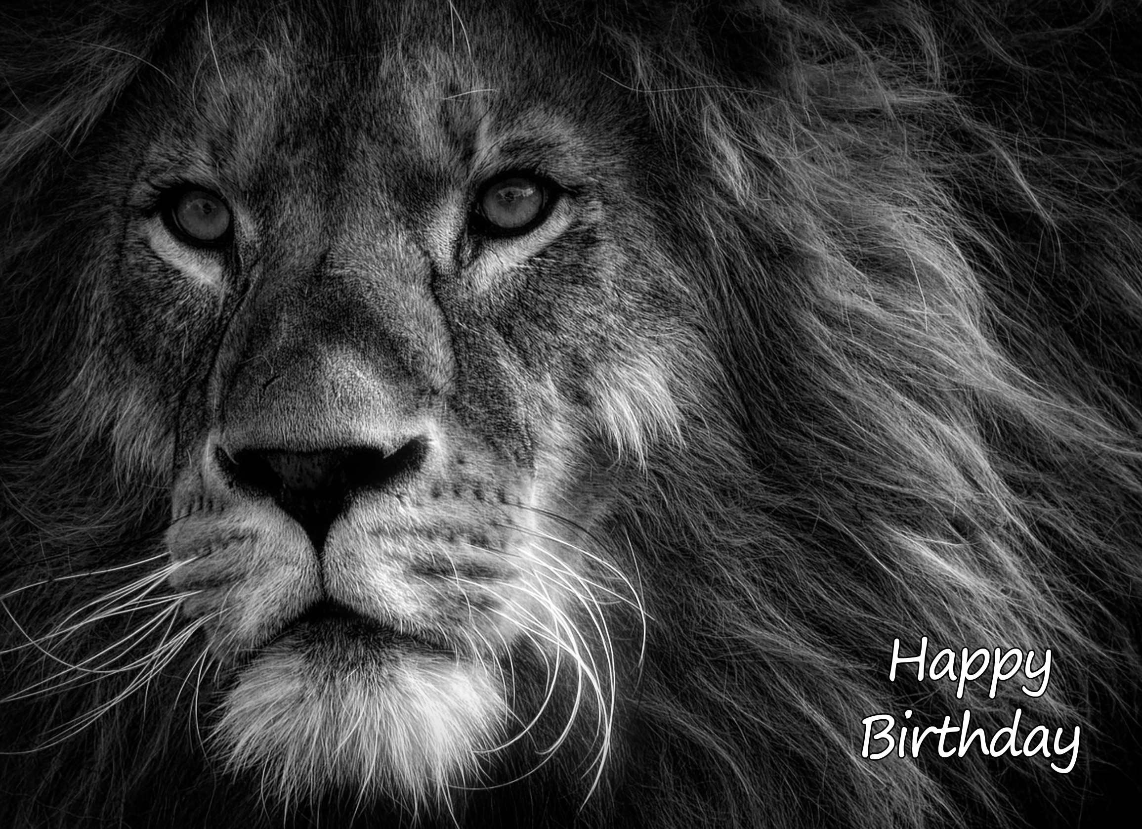 Lion Black and White Art Birthday Card