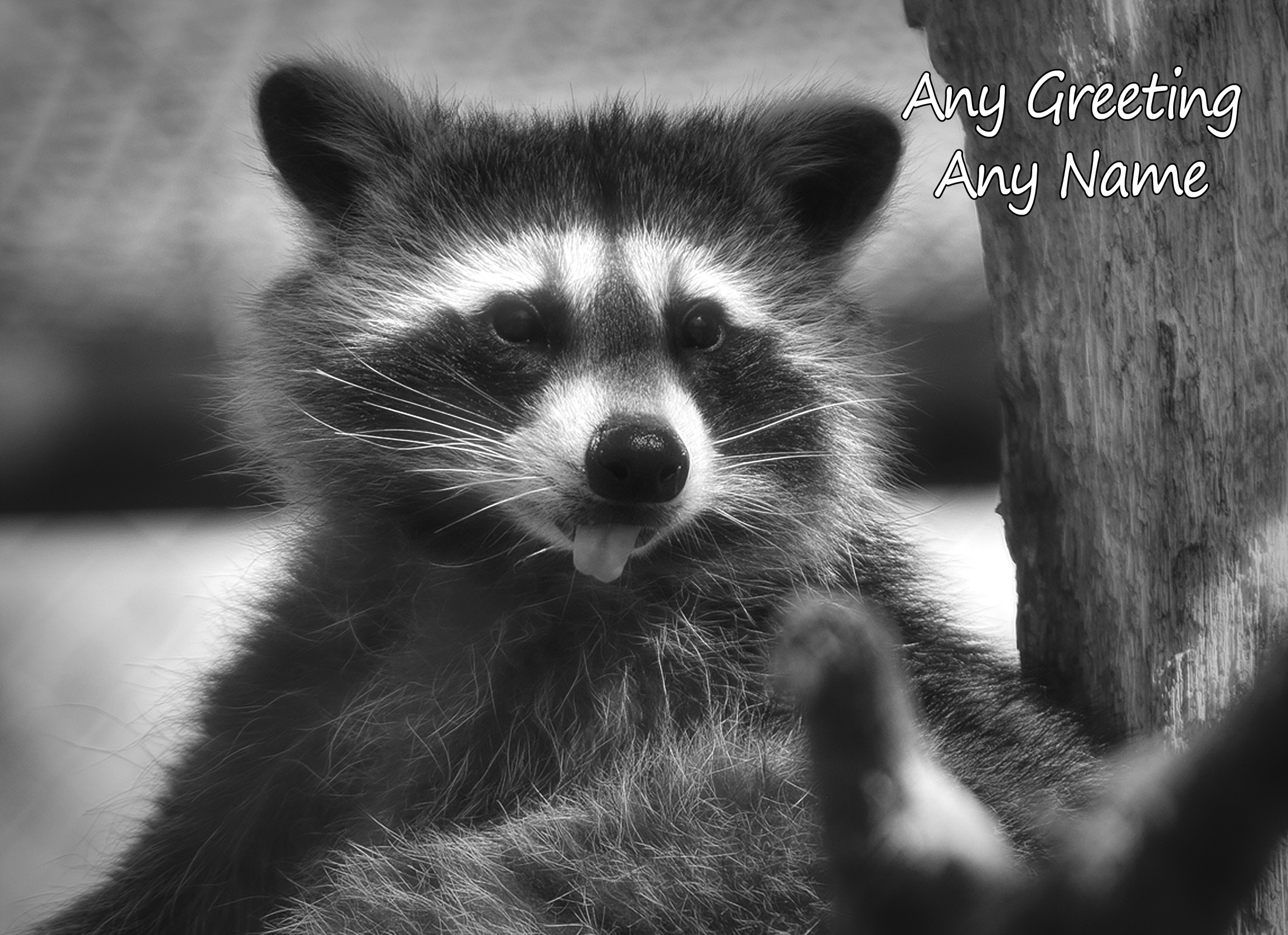 Personalised Raccoon Black and White Greeting Card (Birthday, Christmas, Any Occasion)
