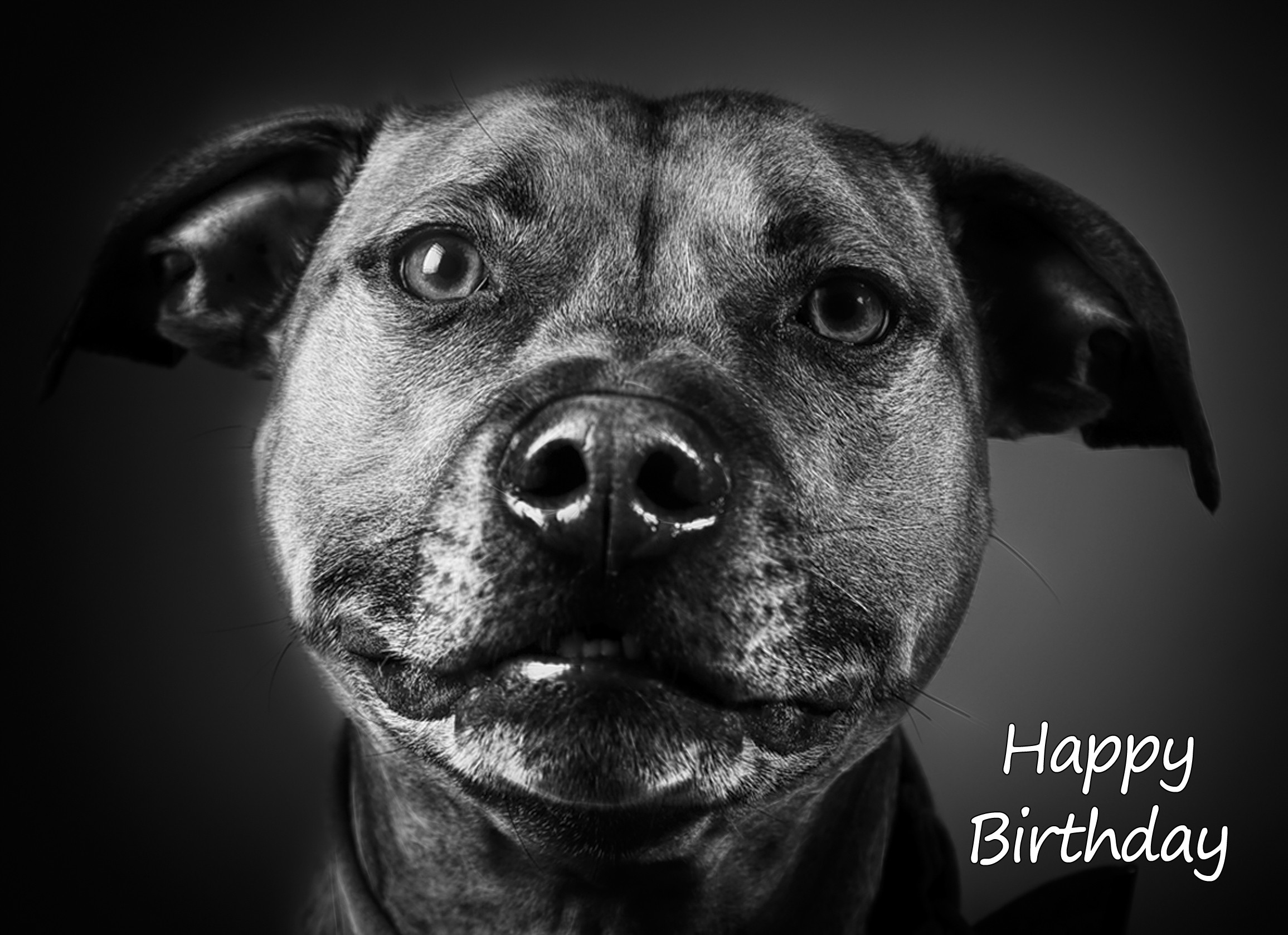 Staffordshire Bull Terrier Black and White Art Birthday Card