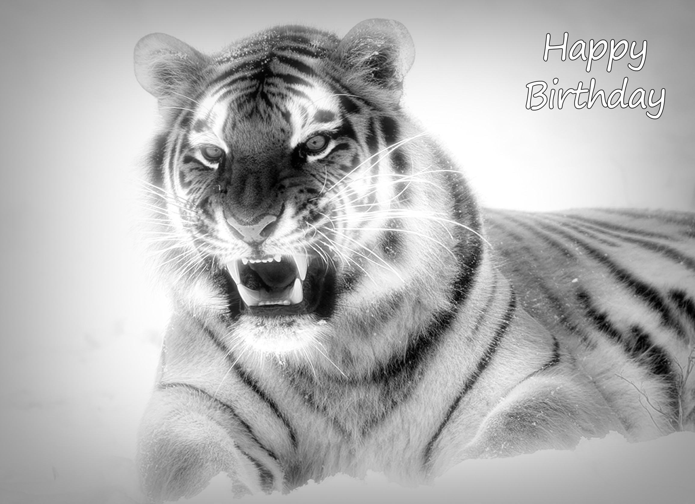 Tiger Black and White Birthday Card