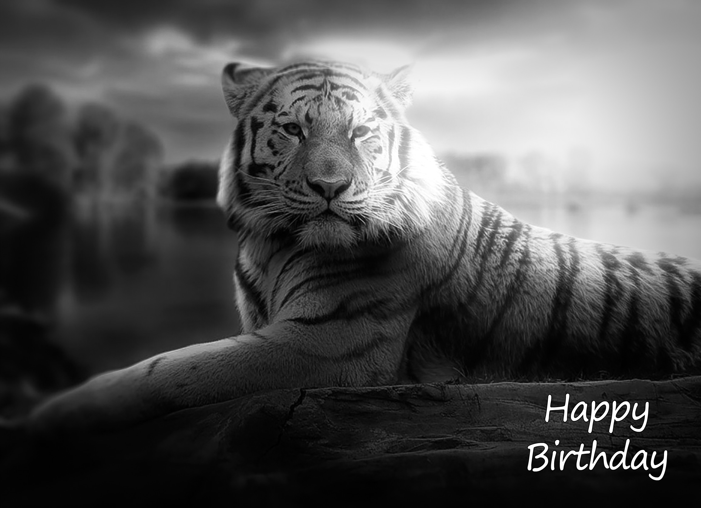 Tiger Black and White Art Birthday Card