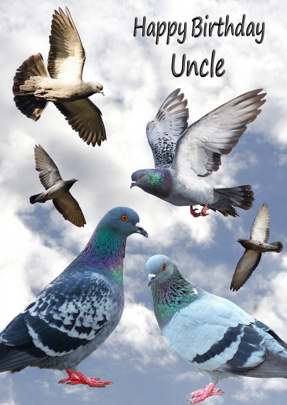 Racing Homing Pigeon Uncle Birthday Card