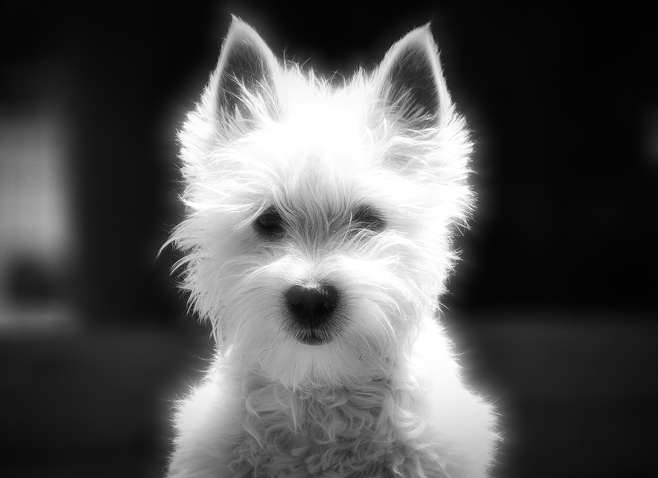 West Highland Terrier Black and White Art Blank Greeting Card