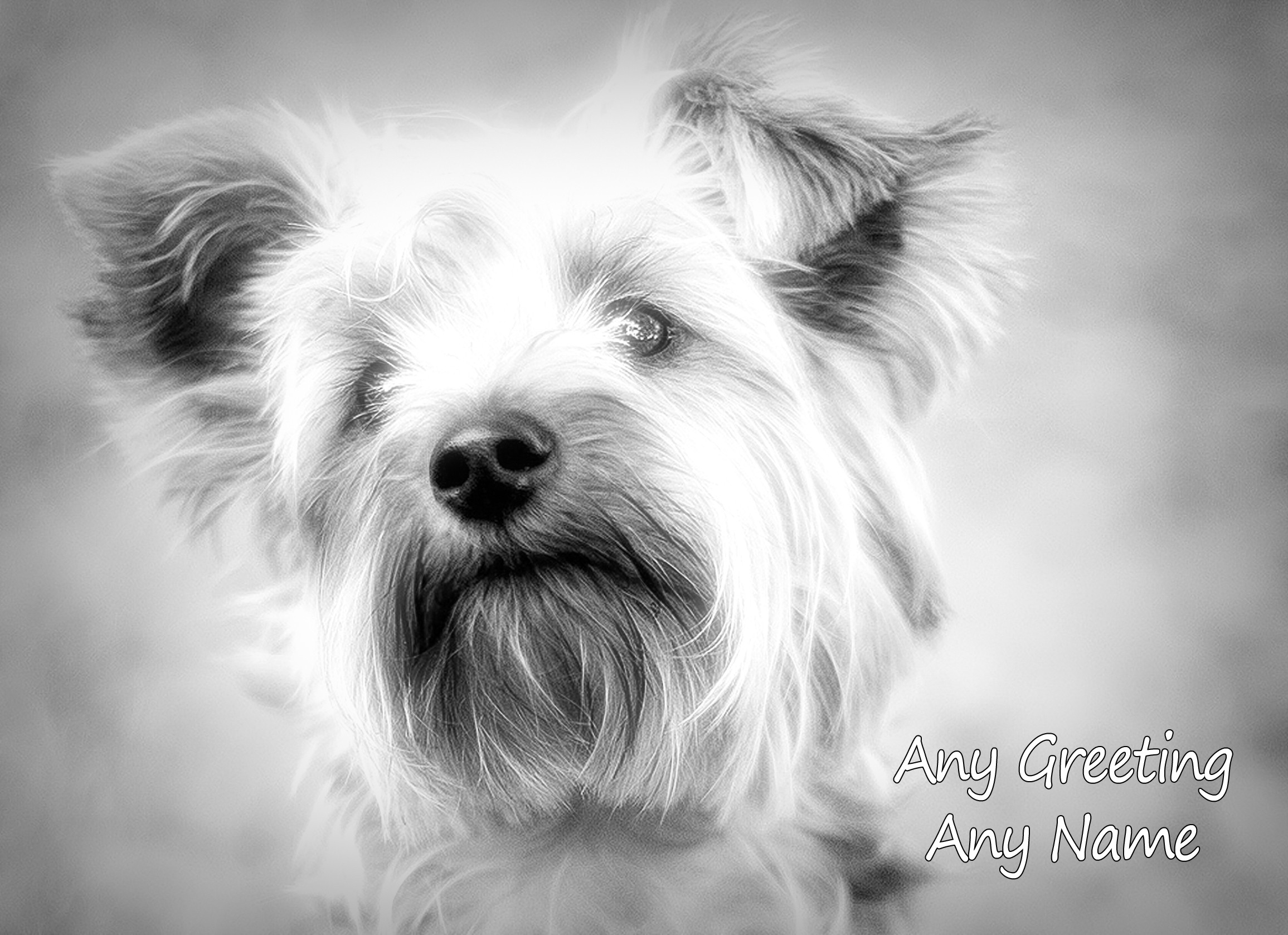 Personalised Yorkshire Terrier Black and White Greeting Card (Birthday, Christmas, Any Occasion)