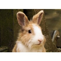 Rabbit Greeting Card