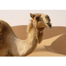 Camel Greeting Card