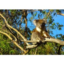 Koala Bear Greeting Card