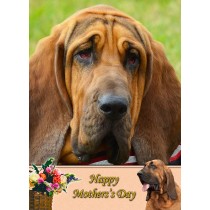 Bloodhound Mother's Day Card