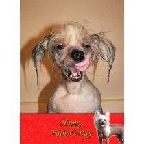 Chinese Crested Father's Day card