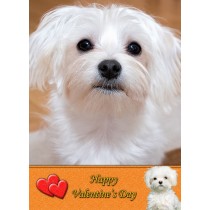Maltese Valentine's Day Card