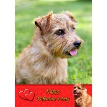 Norfolk Terrier Valentine's Day Card