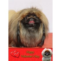 Pekingese Valentine's Day Card