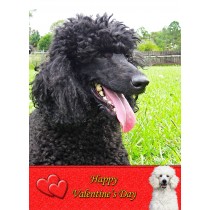 Poodle Valentine's Day Card