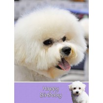 Bichon Frise Birthday Card