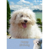 Havanese Dog Birthday Card