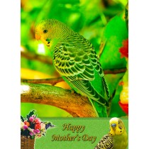 Budgie Mother's Day Card