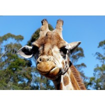 Giraffe Greeting Card