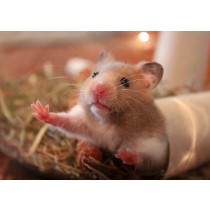 Hamster Greeting Card