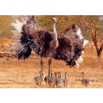 Ostrich Greeting Card