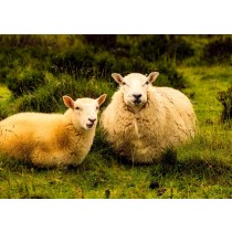 Sheep Greeting Card