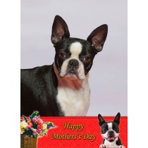 Boston Terrier Mother's Day Card