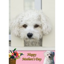Havanese Mother's Day Card
