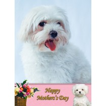Maltese Mother's Day Card