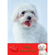 Maltese Valentine's Day Card