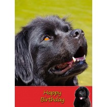 New Foundland Dog Birthday Card