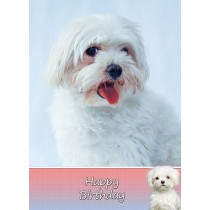 Maltese Dog Birthday Card
