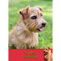 Norfolk Terrier Dog Birthday Card
