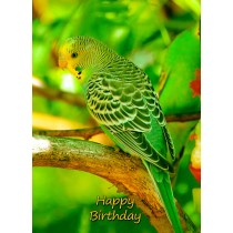 Budgie Bird Birthday Card