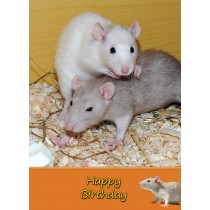 Rat Birthday Card
