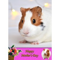 Guinea Pig Mother's Day Card