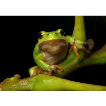 Frog Greeting Card