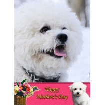 Bichon Frise Mother's Day Card