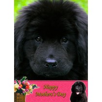 New Foundland Mother's Day Card