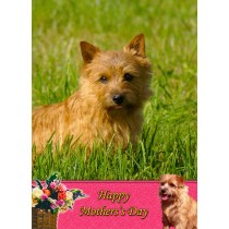 Norfolk Terrier Mother's Day Card