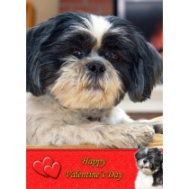 Shih Tzu Valentine's Day Card