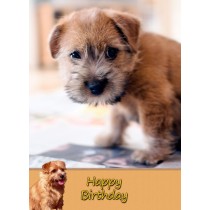 Norfolk Terrier Dog Birthday Card