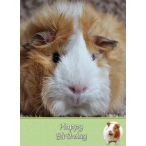 Guinea Pig Birthday Card