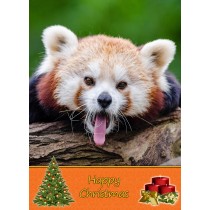 Red Panda christmas card