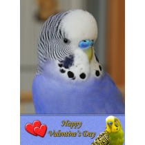 Budgie Valentine's Day Card