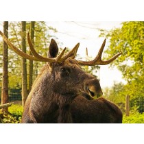 Moose Greeting Card