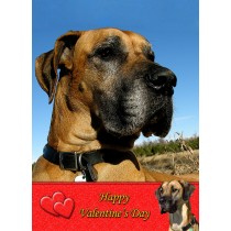 Great Dane Valentine's Day Card