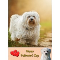 Havanese Valentine's Day Card