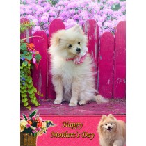 Pomeranian Mother's Day Card