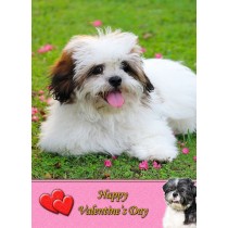 Shih Tzu Valentine's Day Card