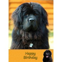 New Foundland Dog Birthday Card